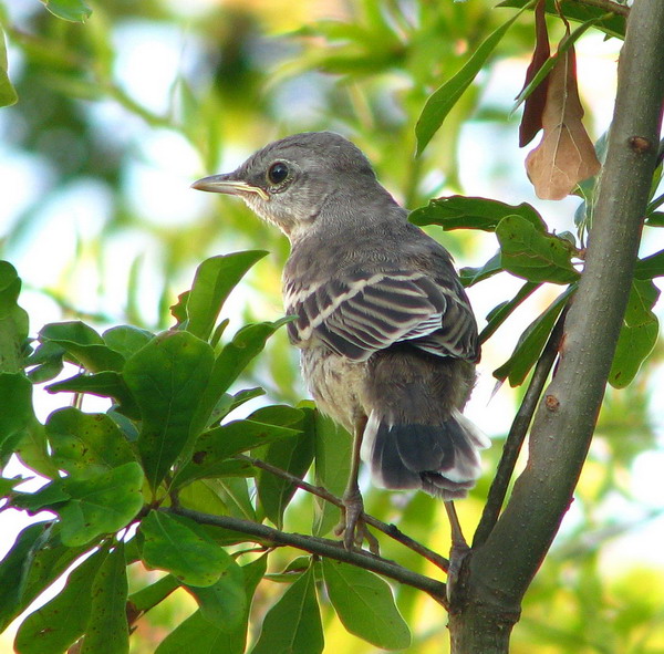 Northern Mockingbirds